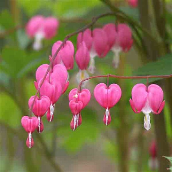 yeu xa, tam su cua nguoi yeu xa, con gai yeu xa, cho doi tinh yeu, tinh yeu, hoa tigon, tin, bao