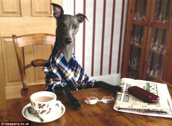 Chú chó Rupert,chú chó làm việc như người,động vật giống người,chú chó thích tạo dáng