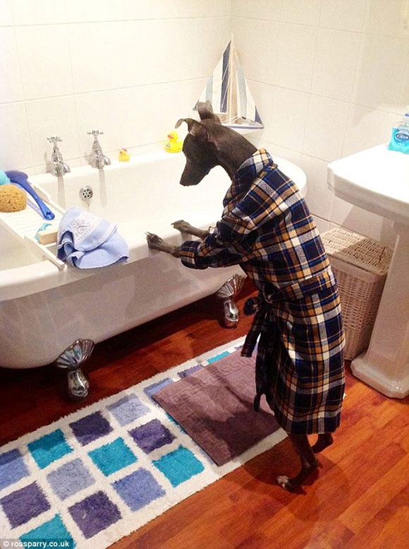 Chú chó Rupert,chú chó làm việc như người,động vật giống người,chú chó thích tạo dáng