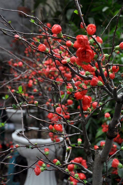 Mai đỏ, Hoa tết, Giá mai đỏ