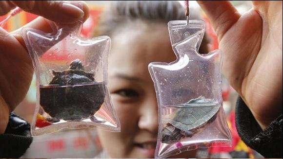 anh hai, anh hai huoc, anh che, anh thu vi o trung quoc, 
