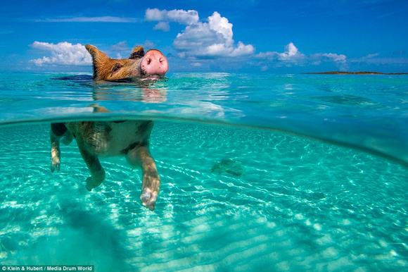 chu lon, chu lon boi tren bien, chu lon de thuong, chu lon o  Bahamas