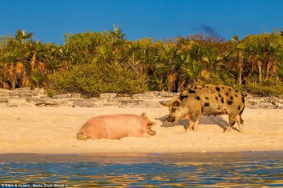 chu lon, chu lon boi tren bien, chu lon de thuong, chu lon o  Bahamas