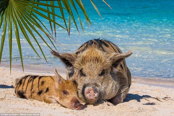 chu lon, chu lon boi tren bien, chu lon de thuong, chu lon o  Bahamas