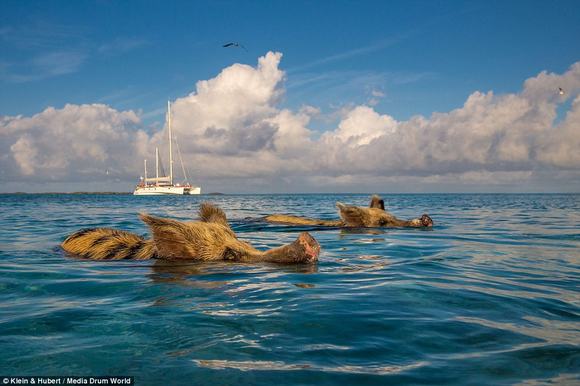 chu lon, chu lon boi tren bien, chu lon de thuong, chu lon o  Bahamas