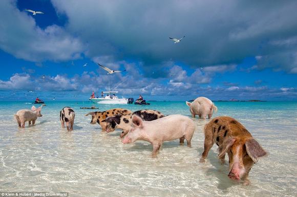 chu lon, chu lon boi tren bien, chu lon de thuong, chu lon o  Bahamas
