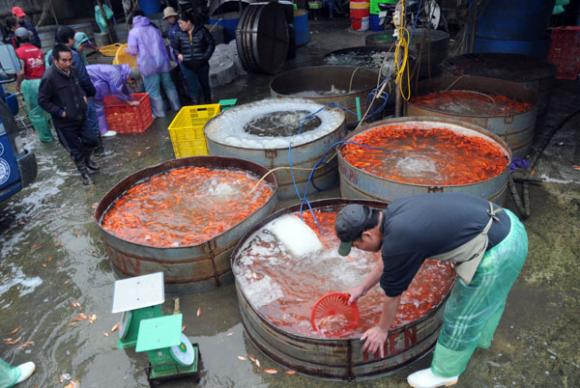 Chợ cá lớn nhất Thủ đô, Chợ cá Sở Thượng, Cá chép đỏ, Tết ông công - ông táo