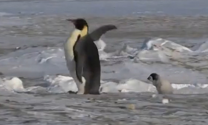 chim cánh cụt, bắc cực, nam cực