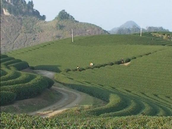 cao nguyên mộc châu, hoa ở cao nguyên mộc châu, sắc hoa ngày tết trên cao nguyên mộc châu