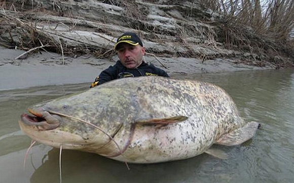 thủy quái da trơn, cá da trơn khổng lồ, cá khổng lồ, cá khổng lồ nặng 170kg