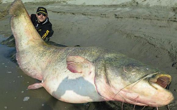 thủy quái da trơn, cá da trơn khổng lồ, cá khổng lồ, cá khổng lồ nặng 170kg
