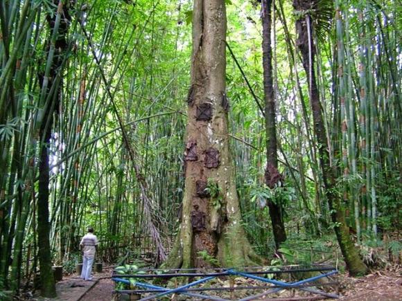 du lịch Indonesia bộ lạc Toraja tang lễ nghi thức, tục đưa người chết đi quanh làng