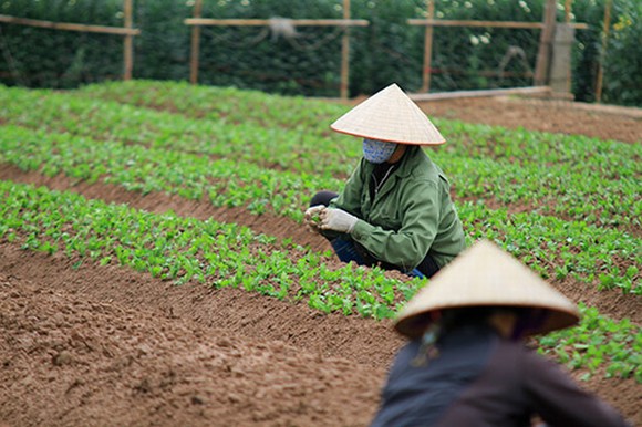 ngay 8/3, hoa ngay 8/3, gia hao ngay 8/3, hoa tay tuu, ban hoa, kinh doanh hoa, tin, bao