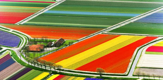 Thiên đường màu sắc, Địa danh du lịch, Cánh đồng hoa Tulip