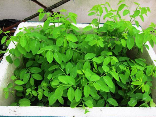 Rau ngót, Những người không nên ăn rau ngót, Chế độ ăn uống, Bí quyết khỏe mạnh