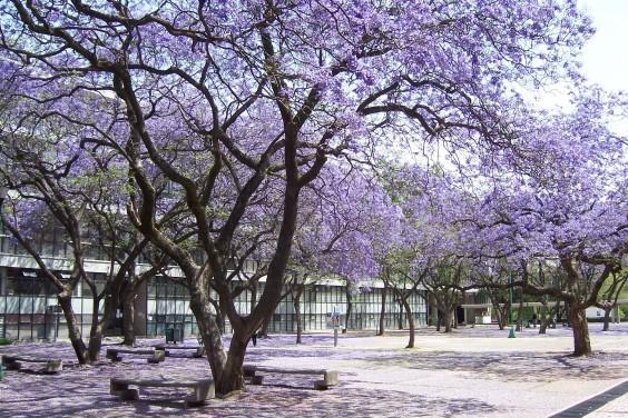 Mexixo, Mexico tím biếc sắc hoa Jacaranda, du lịch nước ngoài, cảnh đẹp