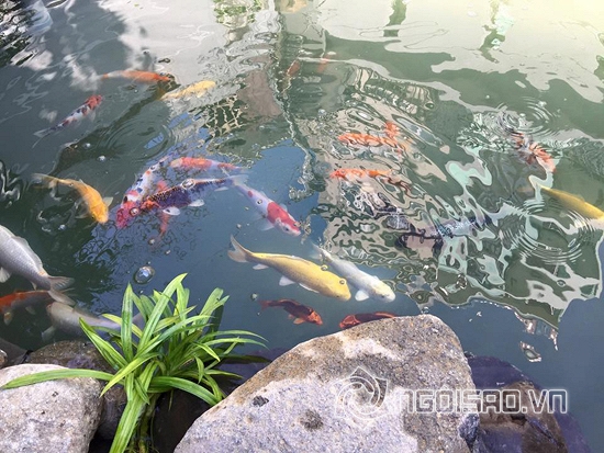 Cao Thái Sơn, Cao Thái Sơn khoe bể cá, Cao Thái Sơn xây bể cá mới, Cao Thái Sơn 2015