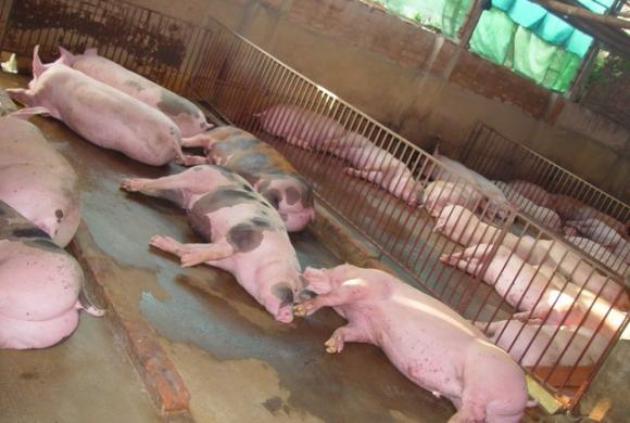 Thuốc vỗ béo lợn, Thuốc tăng trọng lợn, Vệ sinh an toàn thực phẩm, Thực phẩm bẩn