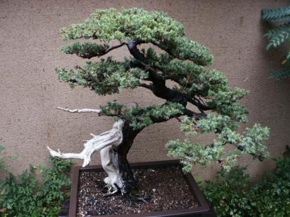 Trang trí sân vườn, Cây bonsai, Trang trí vường bằng cây bonsai