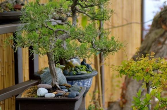 Trang trí sân vườn, Cây bonsai, Trang trí vường bằng cây bonsai