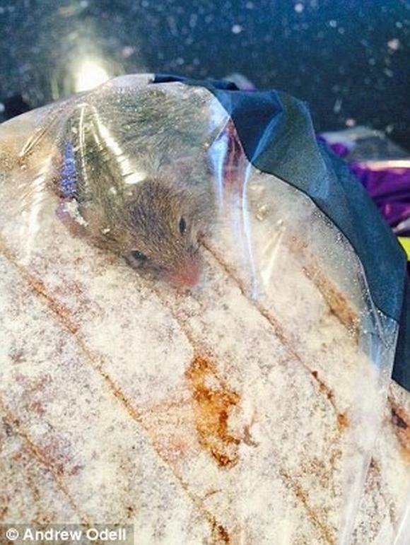 chuột bò hiên ngang trong ổ bánh mì, chuột sống trong bánh mì, bánh mì có chuột