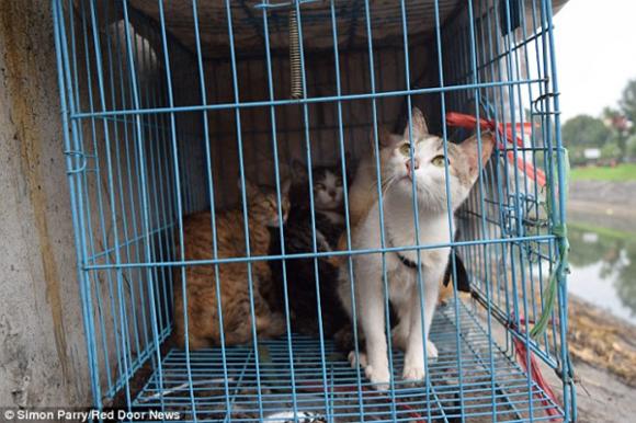 Giết mổ mèo, Giết mèo ở Hà Nội, Giết hại động vật