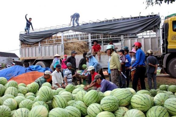 dưa hấu giải cứu Quảng Nam Quảng Ngãi Đặng Như Quỳnh