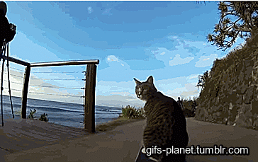 Ảnh vui, Ảnh chế, Ảnh hài hước