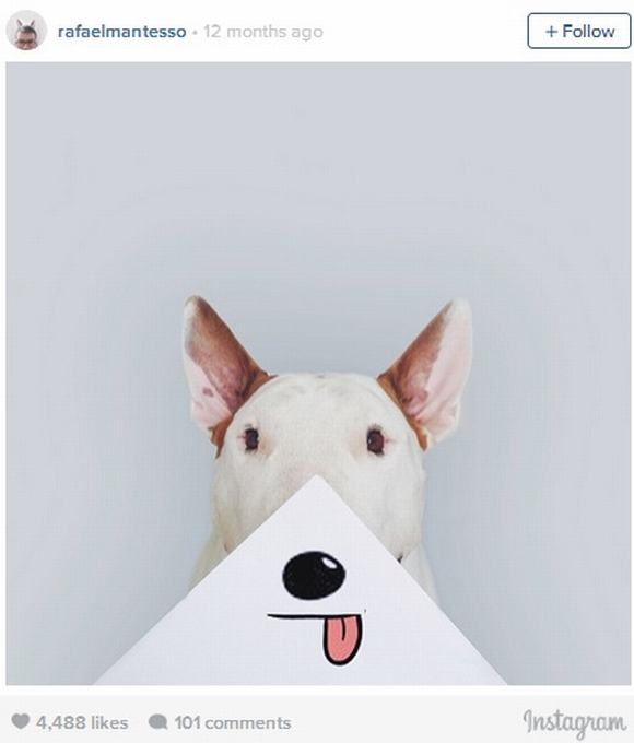 super dog, bo anh super dog, thu cung, bo anh hai huoc