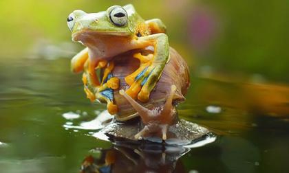 Khoảnh khắc ốc sên 'cõng' ếch tuyệt đẹp,  ốc sên 'cõng' ếch tuyệt đẹp, ảnh dộng vật, ảnh đẹp, tin ngôi sao