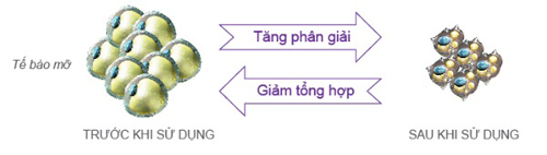 Loại bỏ mỡ thừa, Kem Finomas, Vòng eo thon gọn