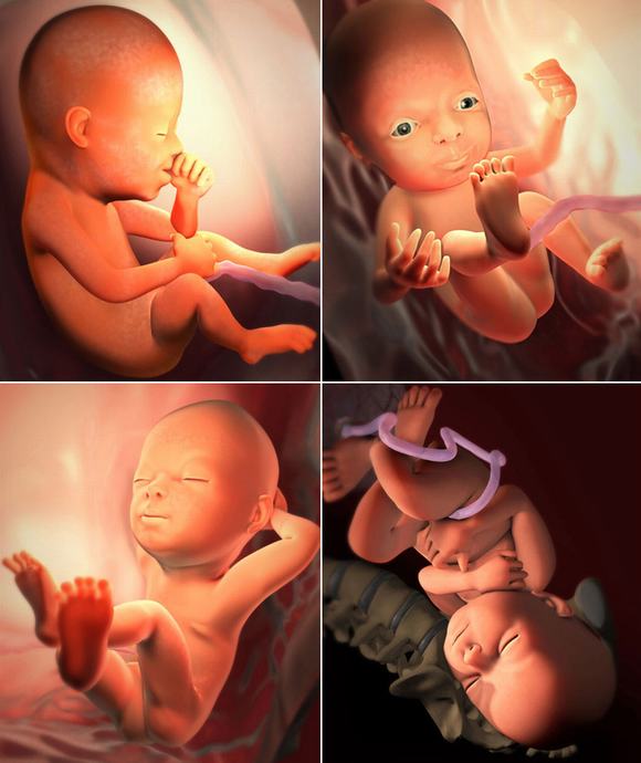 cú đạp của thai nhi, thai nhi, mẹ bầu, chuyển động của thai nhi,