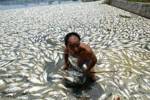 o nhiem moi truong, tac dong cua o nhiem moi truong, dong vat bi tac dong o nhiem, ô nhiễm môi trường