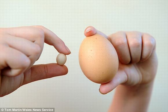 quả trứng gà nhỏ nhất thế giới, quả trứng gà, quả trứng nhỏ nhất thế giới, quả trứng nhỏ nhất