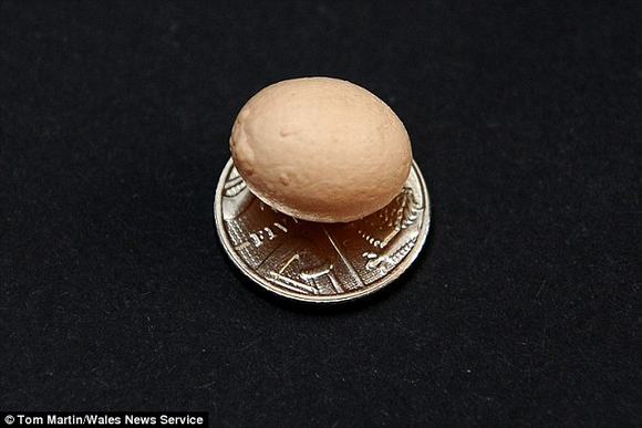 quả trứng gà nhỏ nhất thế giới, quả trứng gà, quả trứng nhỏ nhất thế giới, quả trứng nhỏ nhất