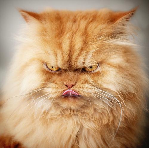 Mèo giận dữ: Hãy khám phá vẻ giận dữ của một chú mèo thông qua bức ảnh hấp dẫn này. Sự nghiêm túc và đáng yêu của chú ấy khiến bạn muốn biết thêm về cảm xúc của mèo và cách chú ấy thể hiện chúng.