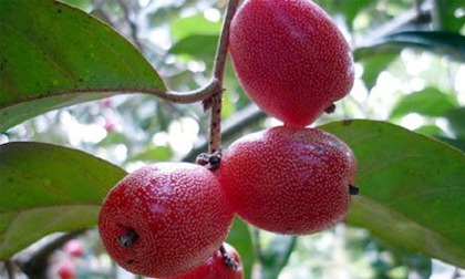 bồ công anh, bồ công anh chữa bệnh, bồ công anh chữa bênh gì, tin ngoi sao