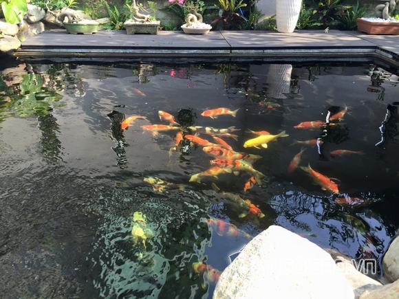 cao thai son, ca si cao thai son, cao thai son da dang, nguoi yeu cao thai son, ca khuc hay nhat cua cao thai son