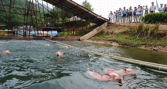 cuoc thi lon nhay cau, lon nhay cau, lon boi, ky la, tin ngoi sao