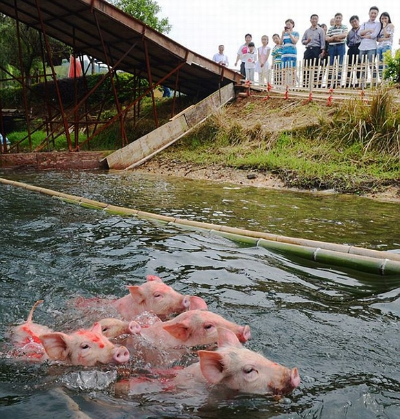 cuoc thi lon nhay cau, lon nhay cau, lon boi, ky la, tin ngoi sao