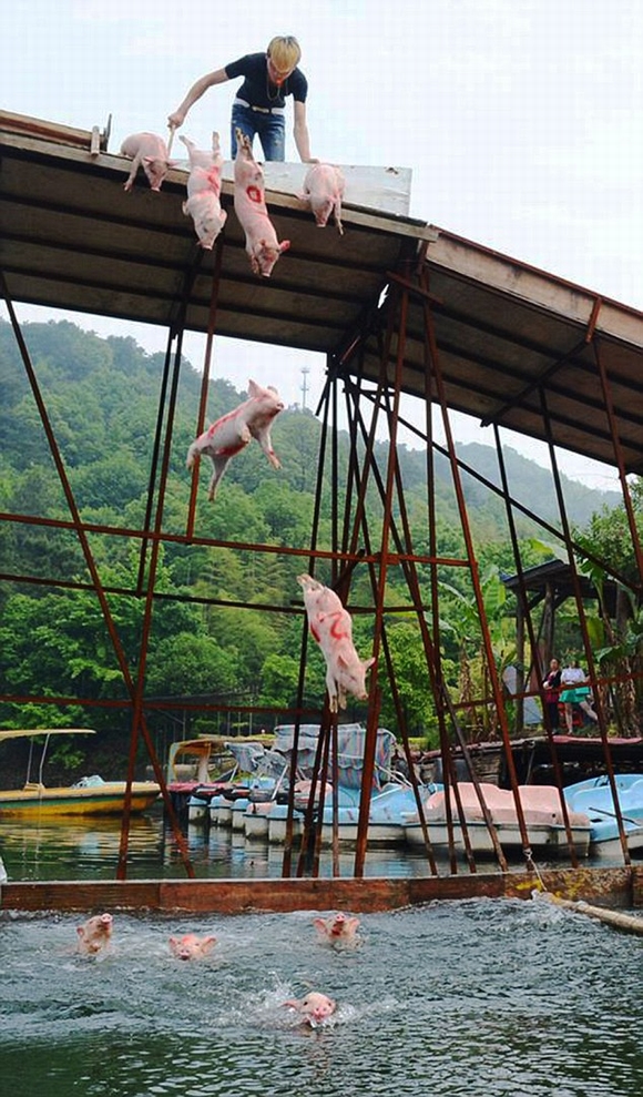 cuoc thi lon nhay cau, lon nhay cau, lon boi, ky la, tin ngoi sao