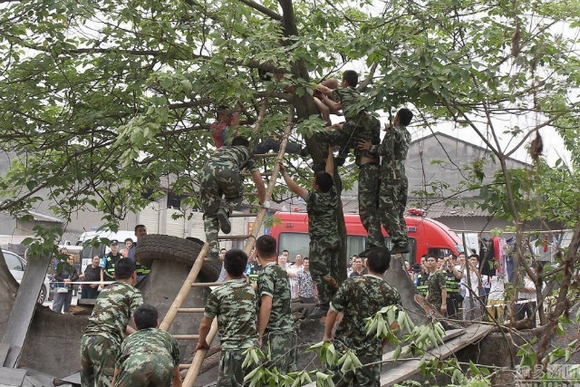 người đàn ông treo mình trên cây, tâm thần, trần như nhộng, nguy hiểm, tin ngôi sao, hiếu kỳ