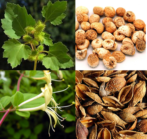 thao-duoc-tri-viem-xoang-ngoisao 1 Viêm xoang, thuốc chữa viêm xoang, Happy Xoang, Dược phẩm Hoa Thiên Phú