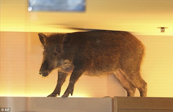  lợn rừng, lợn rừng rơi từ trên trần, lợn rừng xuất hiện, kỳ lạ, tin ngoi sao