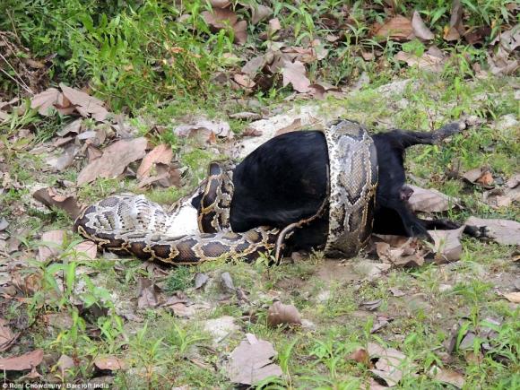 trăn nuốt chửng dê lớn, trăn nuốt cá sấu, trăn, rắn, tin ngoi sao