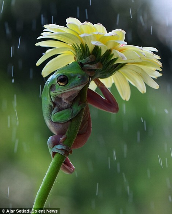  ếch dùng hoa làm ô che mưa, ảnh đẹp, ảnh động vật đẹp, ảnh nghệ thuật, tin ngôi sao