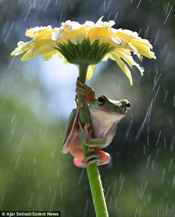  ếch dùng hoa làm ô che mưa, ảnh đẹp, ảnh động vật đẹp, ảnh nghệ thuật, tin ngôi sao
