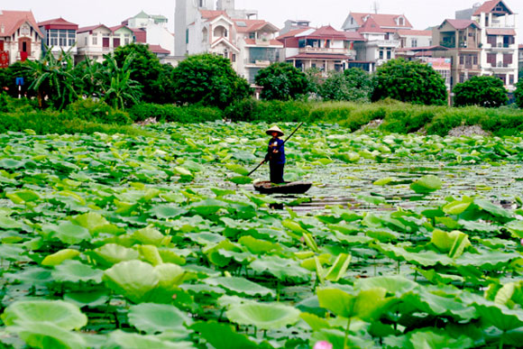 địa điểm ngắm sen,sen Hà Nội,Hồ Tây, Xuân Đỉnh,hồ Quan Sơn