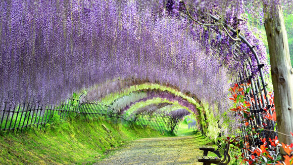 thắng cảnh chỉ có tại Nhật Bản,Vườn Kawachi Fuji,Trang trại hoa oải hương,Thác Nachi,Hồ Koya,Gokayama,Công viên Hitachi Seaside
