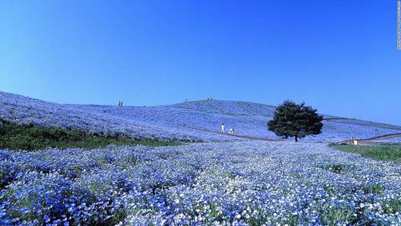 thắng cảnh chỉ có tại Nhật Bản,Vườn Kawachi Fuji,Trang trại hoa oải hương,Thác Nachi,Hồ Koya,Gokayama,Công viên Hitachi Seaside